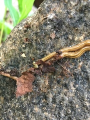 Diversibipalium multilineatum