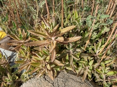 Kalanchoe × houghtonii