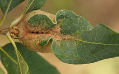 Neuroterus quercicola