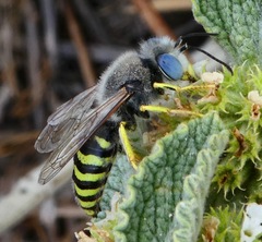 Bembix americana hamata