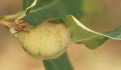 Neuroterus quercicola