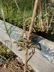 Kalanchoe × houghtonii