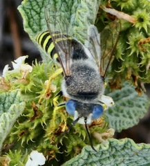 Bembix americana hamata
