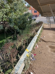 Kalanchoe × houghtonii