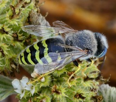Bembix americana hamata