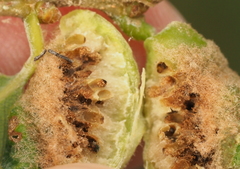 Neuroterus quercicola