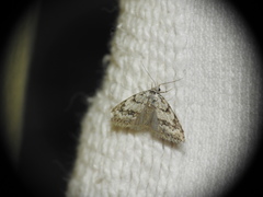 Nola cicatricalis