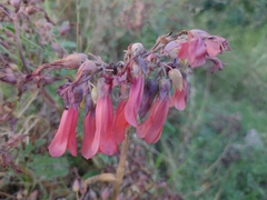 Kalanchoe × houghtonii