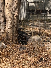 Notocitellus annulatus