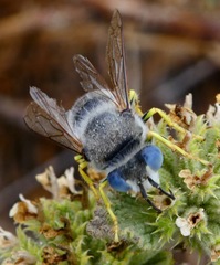 Bembix americana hamata