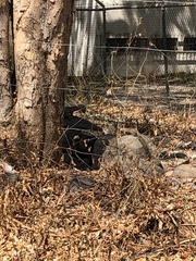 Notocitellus annulatus