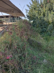 Kalanchoe × houghtonii