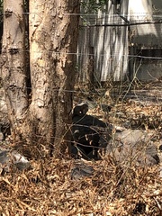 Notocitellus annulatus