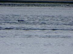 Phocoena phocoena vomerina
