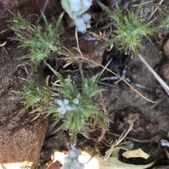 Navarretia tagetina