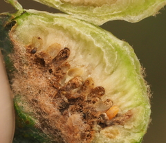 Neuroterus quercicola