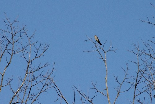 iNaturalist observation photo of Western Wood-Pewee