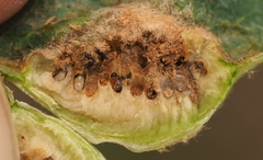 Neuroterus quercicola