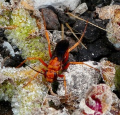 Tachypompilus unicolor