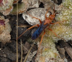 Tachypompilus unicolor
