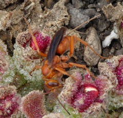 Tachypompilus unicolor