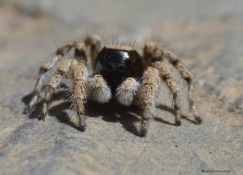 Aelurillus aeruginosus