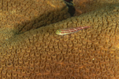 Helcogramma striata