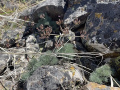 Lomatium tuberosum