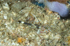 Fusigobius inframaculatus