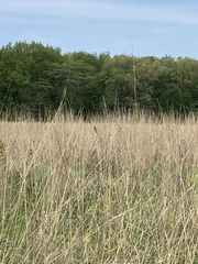 Spiza americana
