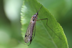 Nephrotoma pratensis