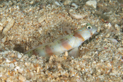 Amblyeleotris arcupinna
