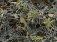 Astragalus miguelensis