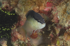 Pseudochromis perspicillatus