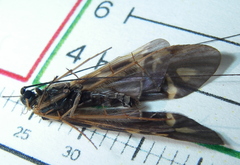 Macrostemum zebratum