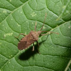 Anasa maculipes