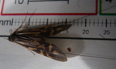 Macrostemum zebratum