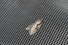 Semioscopis packardella