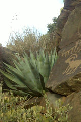Agave chrysantha