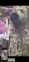 Insecta