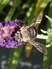 Xylocopa tabaniformis