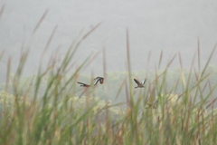 Dendrocygna autumnalis