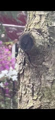 Insecta