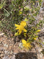 Hypericum concinnum