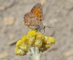 Cigaritis siphax