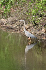 Ardea herodias