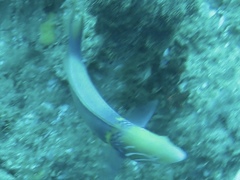 Thalassoma hebraicum