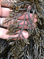 Stephanocystis