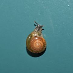 Macrochlamys nitidissima