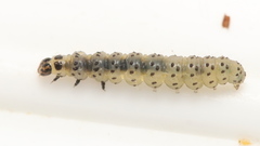 Tortrix viridana